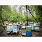 Продам Мед натуральний з лісової власної пасіки - фото № 4