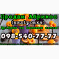 Продаю Абрикос Каліровка, на постійній основі - фото № 1