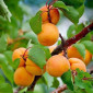 Абрикосы - фото № 2