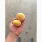 Продам абрикосы отличного качества - фото № 4