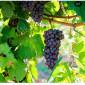 Виноград Технический - фото № 3