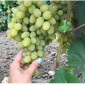 Виноград столовый - фото № 3