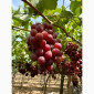 Виноград Єгипет - фото № 1