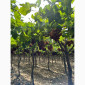 Виноград Єгипет - фото № 6