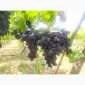 Продається Столовий виноград різних сортів - фото № 6