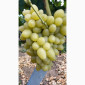 Продам столовые сорта винограда - фото № 1