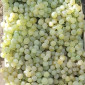 Виноград молдова и суручанский - фото № 3