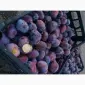 Сливка, свіжі плоди на продаж - фото № 1