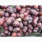 Сливка, свіжі плоди на продаж - фото № 2