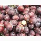 Сливка, свіжі плоди на продаж - фото № 4