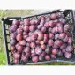 Сливка, свіжі плоди на продаж - фото № 5