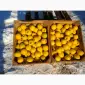 Продам Яблука гуртом: Гарантія Якості та Вигідних Умов - фото № 2