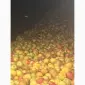 Яблоки на сік - фото № 1