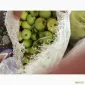 Купимо яблука на сік від 5т Вінницька - фото № 1