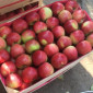 Пропонуються яблука від виробника, обсяг від 20 тонн - фото № 6