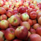 Покупаем яблоки разных сортов оптом - фото № 2