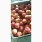Продам яблука кілька сортів від постачальника від 5 тонн. По Україні і на експорт - фото № 2