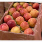 Куплю яблоки - фото № 1