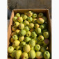 Яблука різних сортів - фото № 4