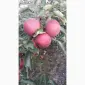 Продам Декоста - фото № 1
