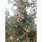 Продам яблука оптом - фото № 2