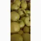 Продам яблука різних сортів: Голден - фото № 13