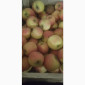 Продам яблука різних сортів: Пінова, Симеренка, Лігольт, Декоста, Фудж - фото № 4