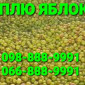 Куплю яблоки некондицию и подбор, оптом на пром. переработку, (пюре, повидло, сок) Харьков - фото № 1