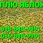 Куплю яблука некондицію і підбір - фото № 1