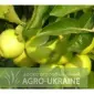 Куплю яблуко в будь-якій кількості - фото № 1