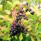 Куплю бузина ягоды свежие/замороженные - фото № 1