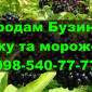Продам ягоду бузини свіжу та морожену, урожаю 2024 року!На постійній основі - фото № 1