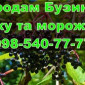 Продам Бузину свіжу та морожену - фото № 1