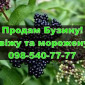 Реалізую ягоду бузини, власної заготівлі/переробки - фото № 1