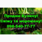 Продам ягоду бузини морожену! Власна Заготівля - фото № 1