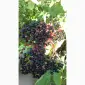 Купимо у великих кількостях суху ягоду бузини - фото № 1