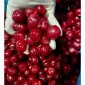 Продам вишня б/к шокова заморозка - фото № 4