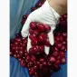 Продам вишня б/к шокова заморозка - фото № 6