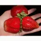 Полуниця Мармелада (Marmolada Strawberry) саджанці полуниці Фріго - фото № 1