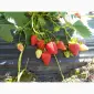 Продается клубника (земляника). Ремонтантный сорт. Опт и розница. Сбор начат - фото № 1
