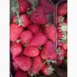 Продается клубника (земляника). Ремонтантный сорт. Опт и розница. Сбор начат - фото № 2