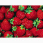 Купим клубнику в по Украине - фото № 1