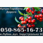 Закуповуємо ягоду горобини!Дорого - фото № 1