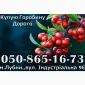 Закуповуємо ягоду горобини!Дорого - фото № 1