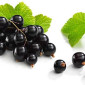 Купимо чорну смородину на заморозку оптом - фото № 1