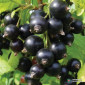 Продаємо чорну смородину, сорт Софія - фото № 1