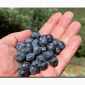 Куплю чернику оптом - фото № 1