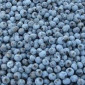 Реалізуємо заморожену чорницю оптом від 5 т - фото № 1