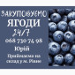 Закуповуємо свіжу чорницю - фото № 1