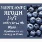 Закуповуємо свіжу чорницю в сезон - фото № 1